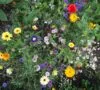 SUMMER PICKING FLOWER MIX