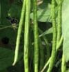 YARD LONG BEANS