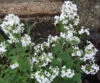 HONESTY White