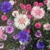 CORNFLOWER Mixed colours