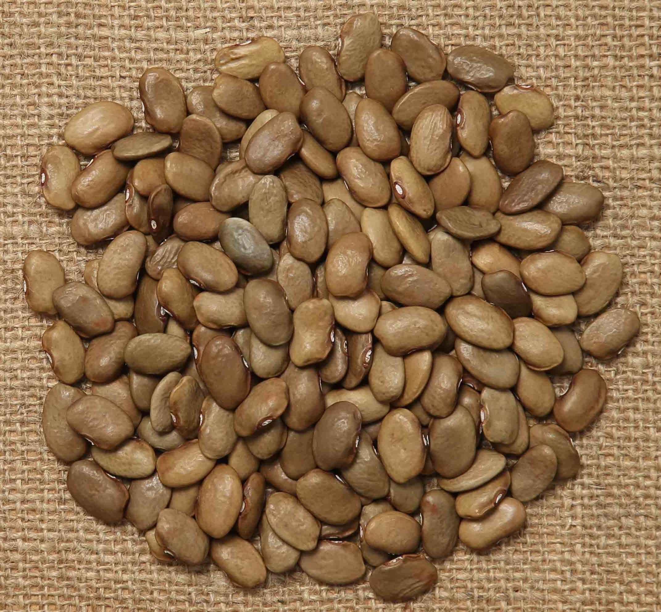 FAT GOOSE Beans and Herbs