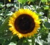 SUNFLOWER Taiyo