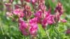 SAINFOIN