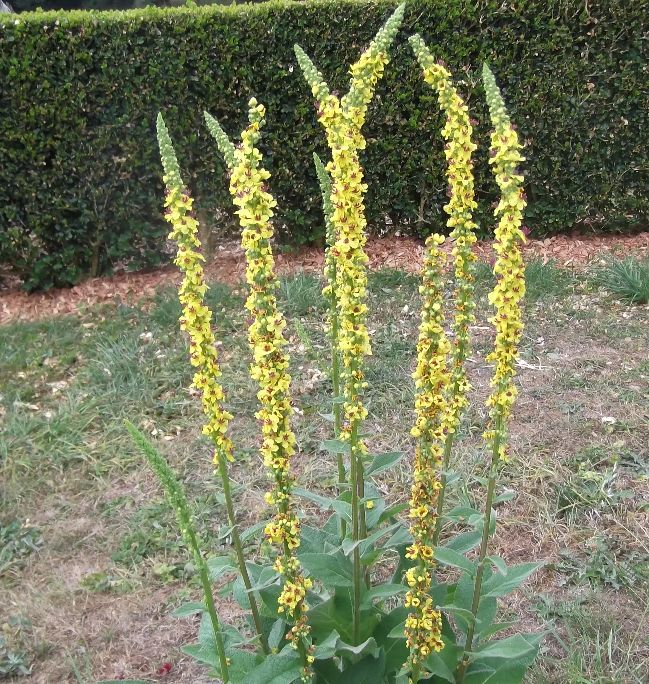 DARK MULLEIN
