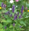 ANISE HYSSOP
