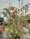 TOMATO Koralik