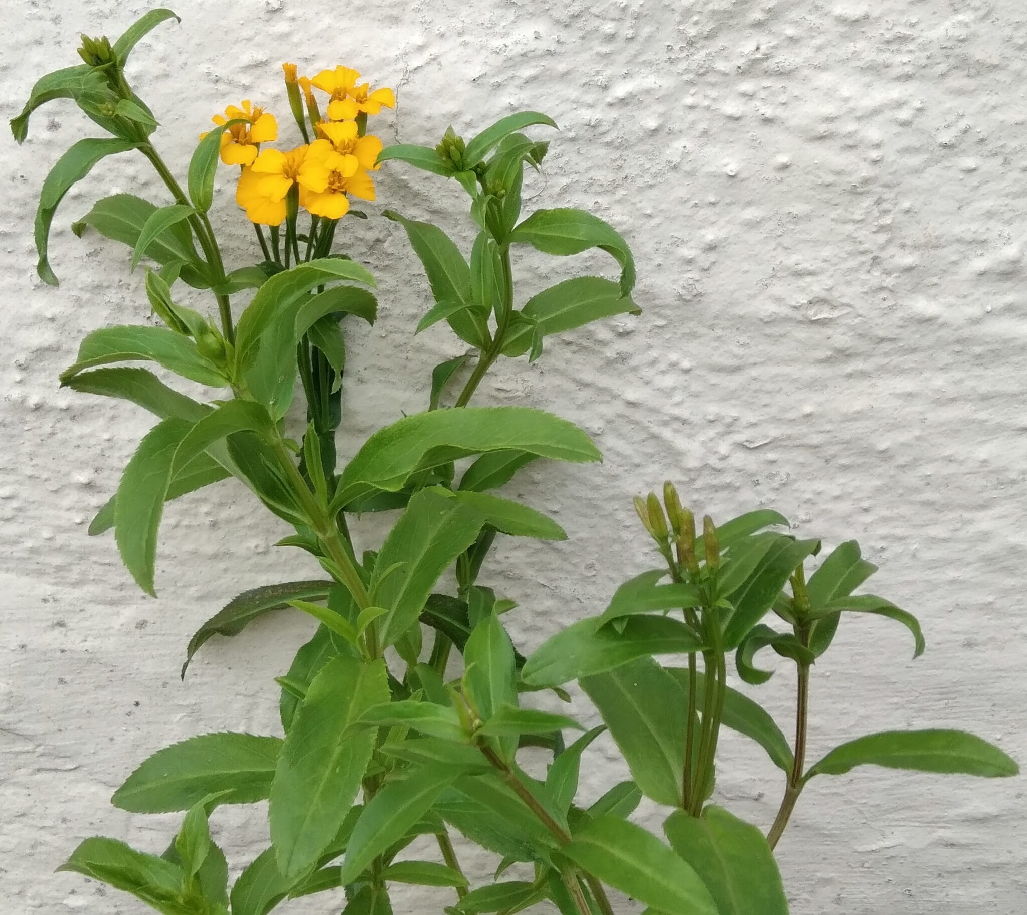 MEXICAN TARRAGON Beans and Herbs