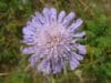 Field SCABIOUS