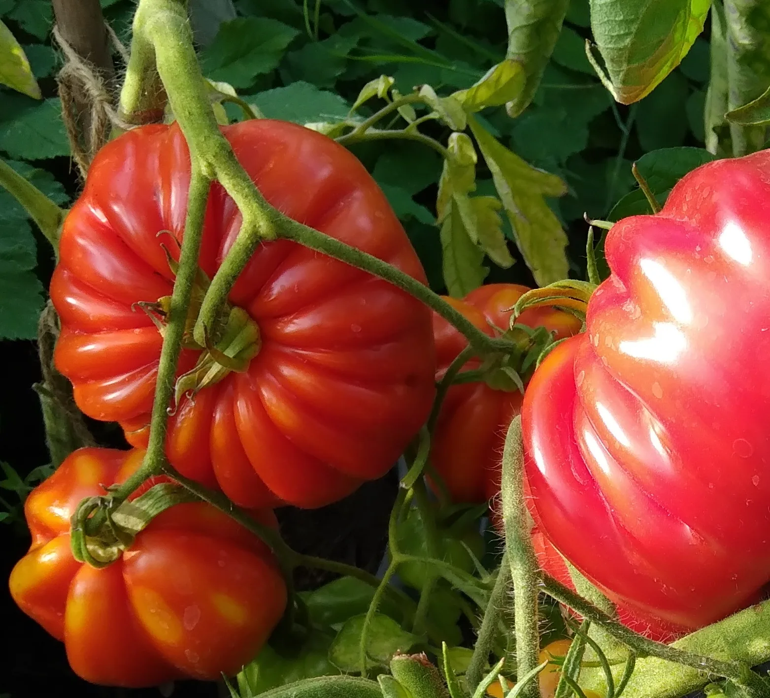 TOMATO Costoluto fiorentino