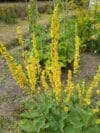 Flowers DARK MULLEIN