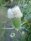 TEASEL